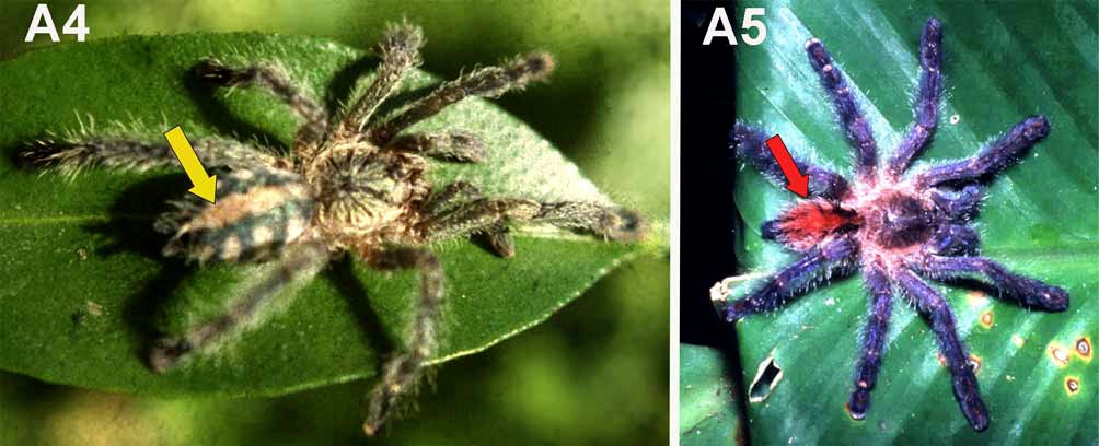 Description of two new species of Avicularia and redescription of Avicularia  diversipes